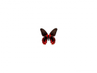 Экзотические бабочки