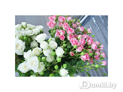 Фото компании